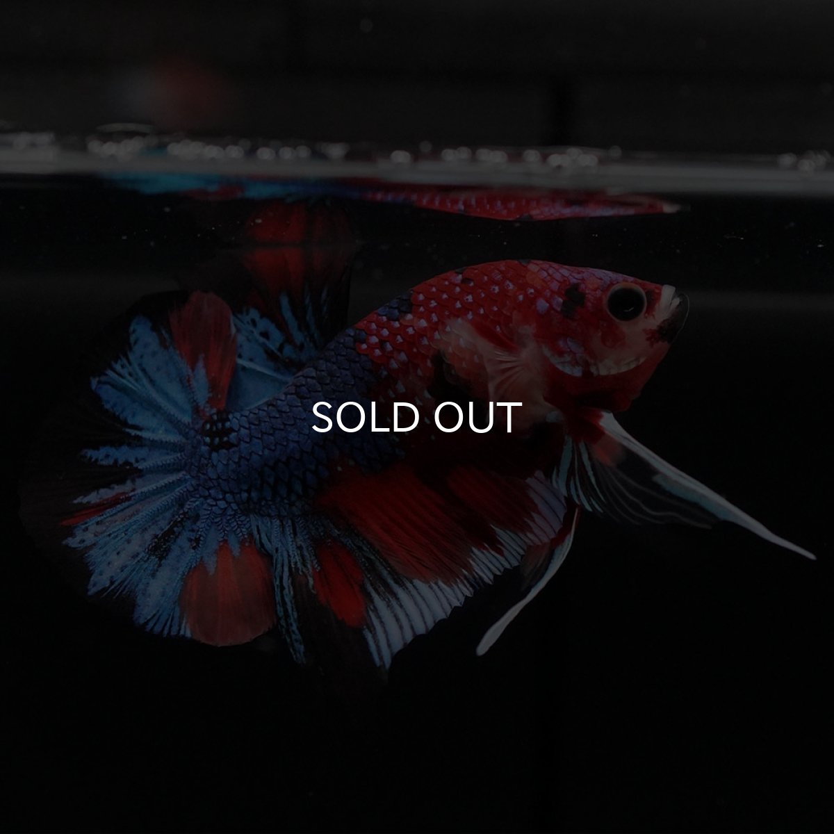 画像7: HMPK キャンディギャラクシー (7)