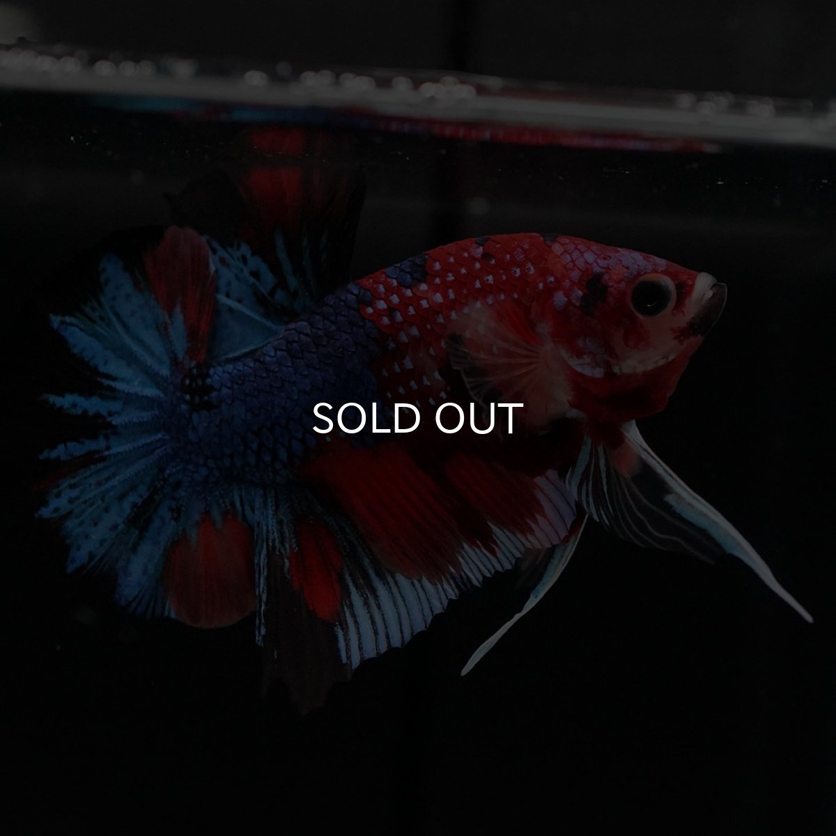 画像9: HMPK キャンディギャラクシー (9)