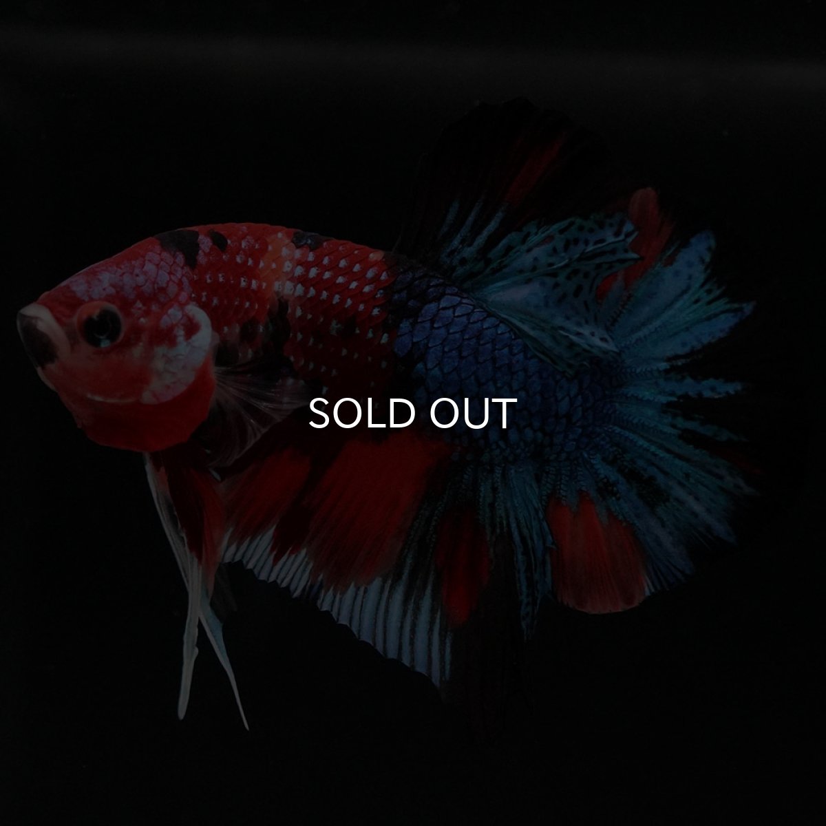 画像10: HMPK キャンディギャラクシー (10)