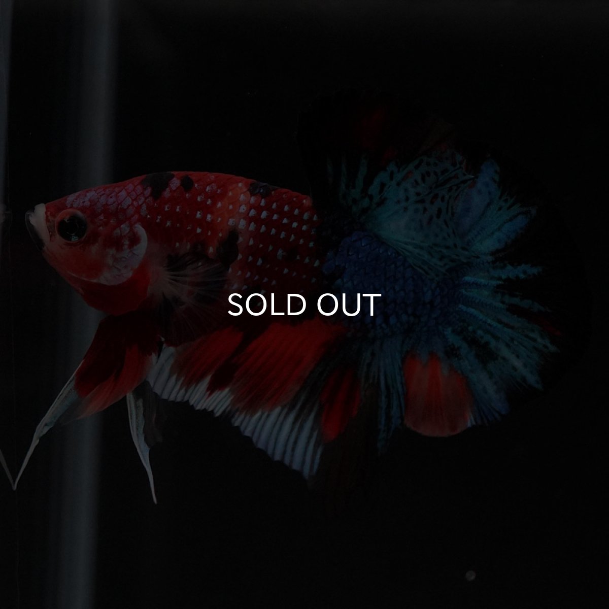 画像8: HMPK キャンディギャラクシー (8)