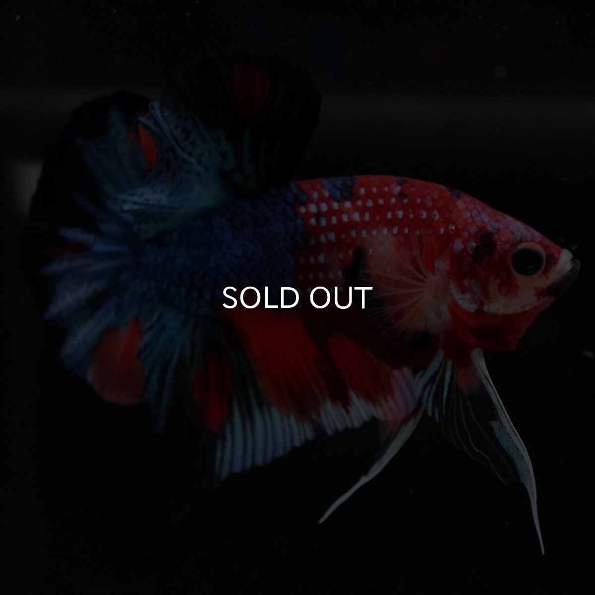 画像5: HMPK キャンディギャラクシー (5)