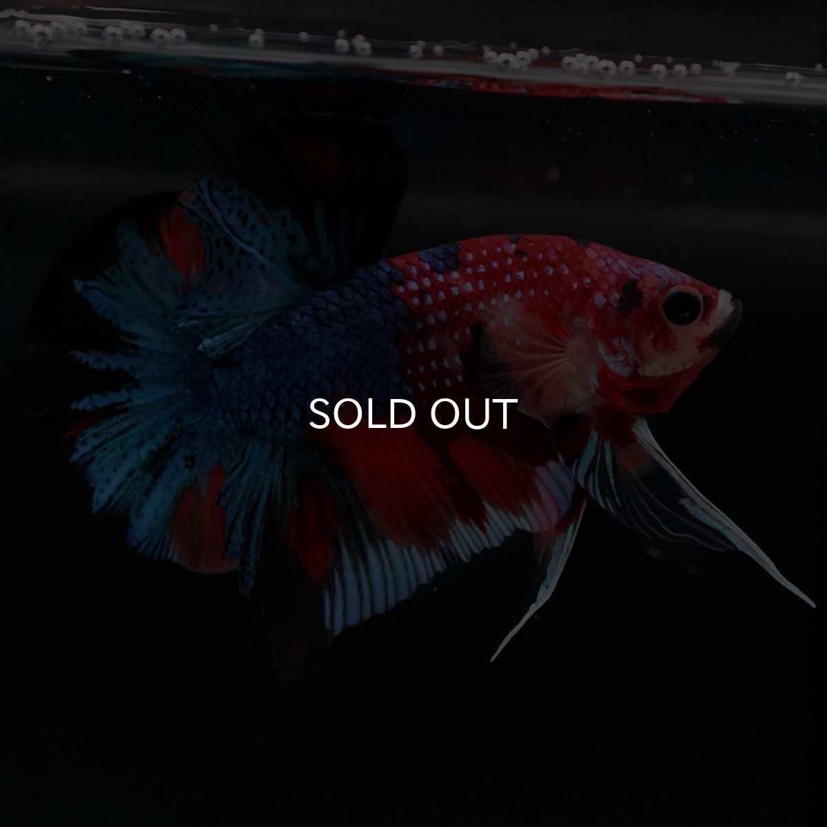 画像2: HMPK キャンディギャラクシー (2)