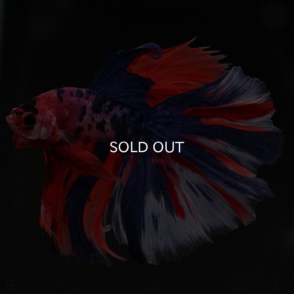 画像6: HM　キャンディ (6)