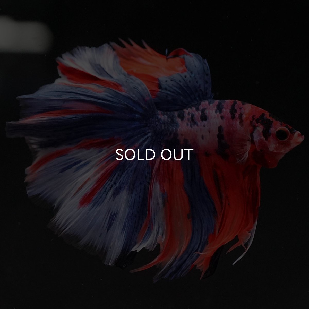 画像3: HM　キャンディ (3)