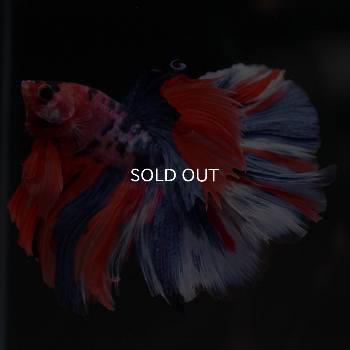 画像4: HM　キャンディ (4)