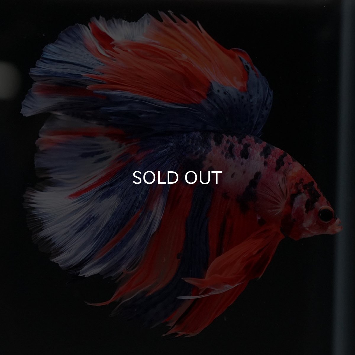 画像5: HM　キャンディ (5)