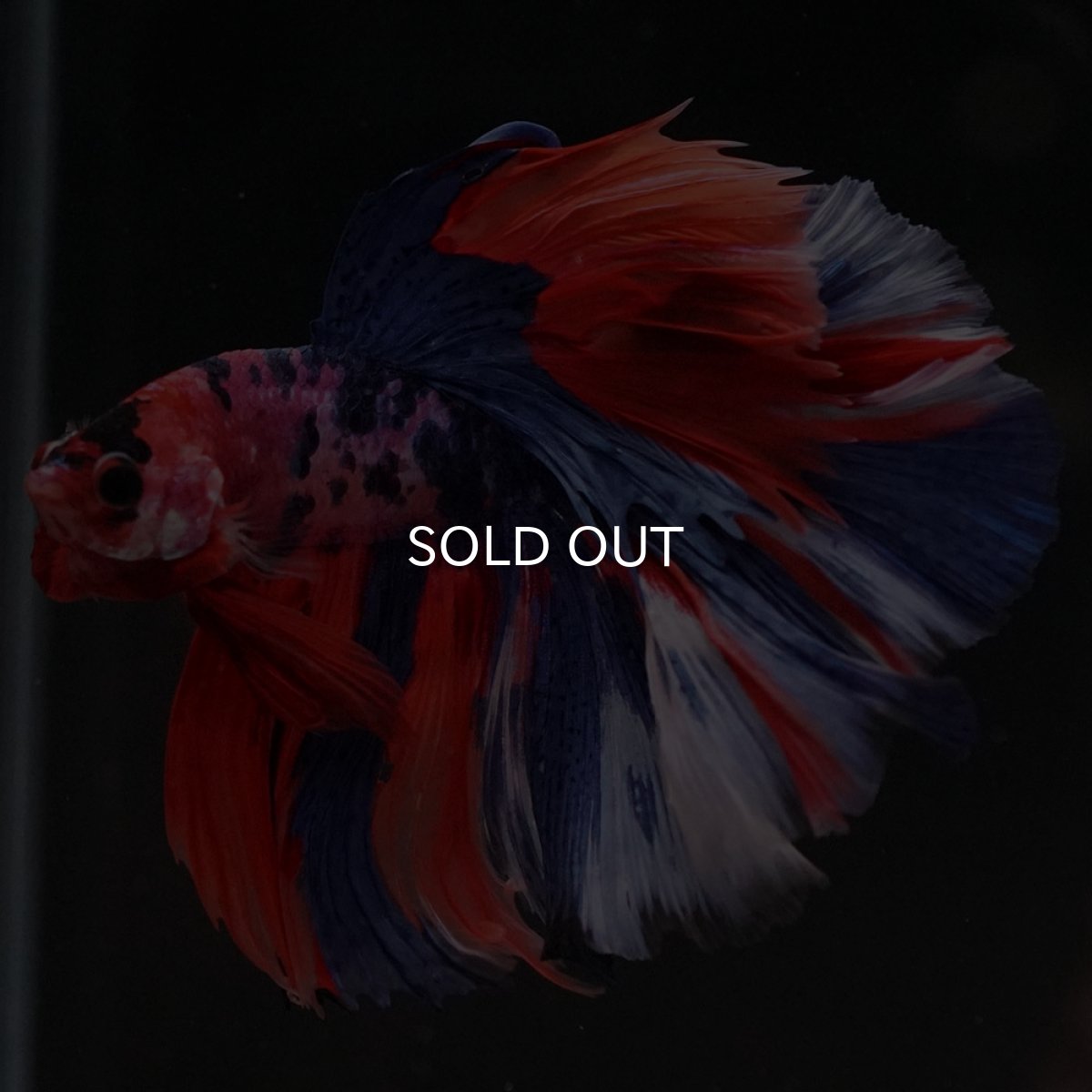 画像2: HM　キャンディ (2)