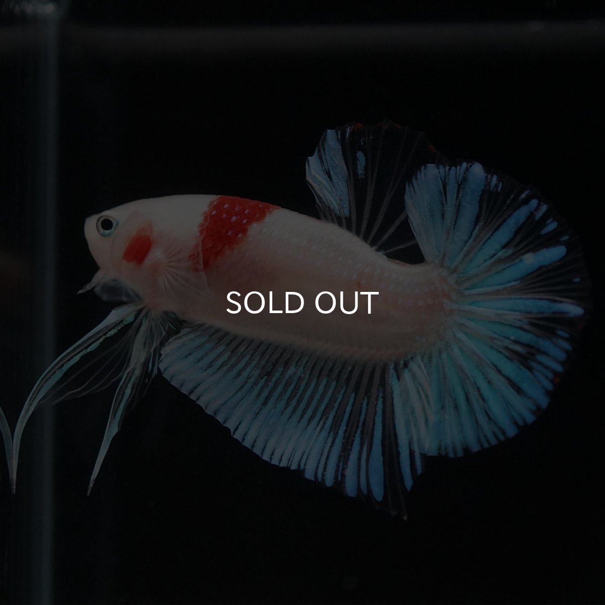 画像5: HMPK　紅白 (5)