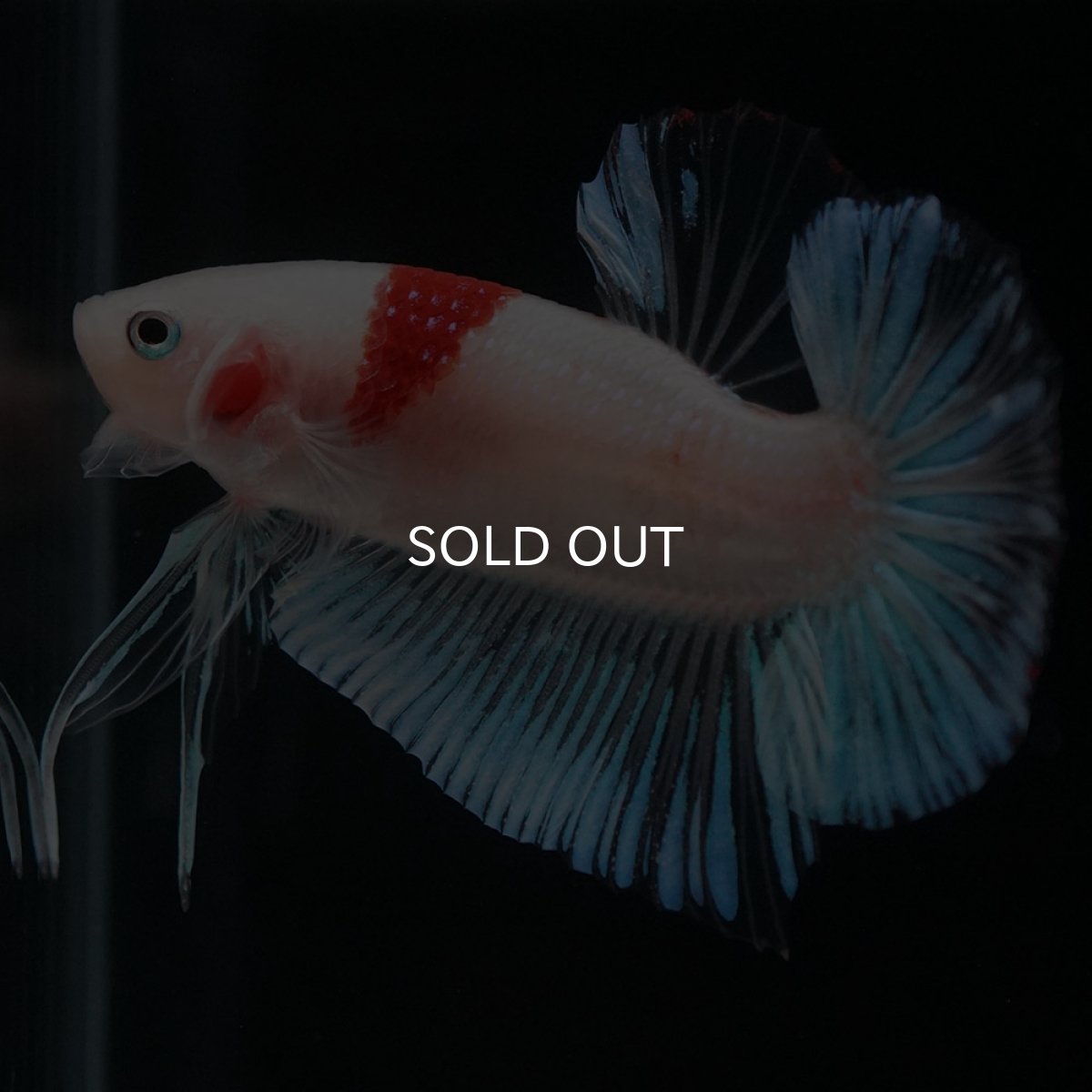 画像7: HMPK　紅白 (7)