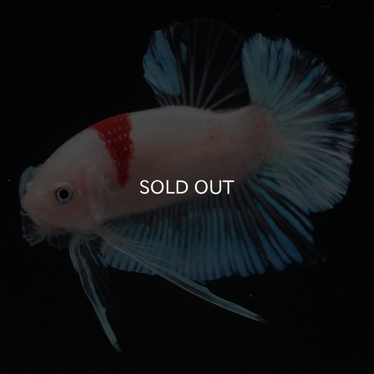 画像2: HMPK　紅白 (2)