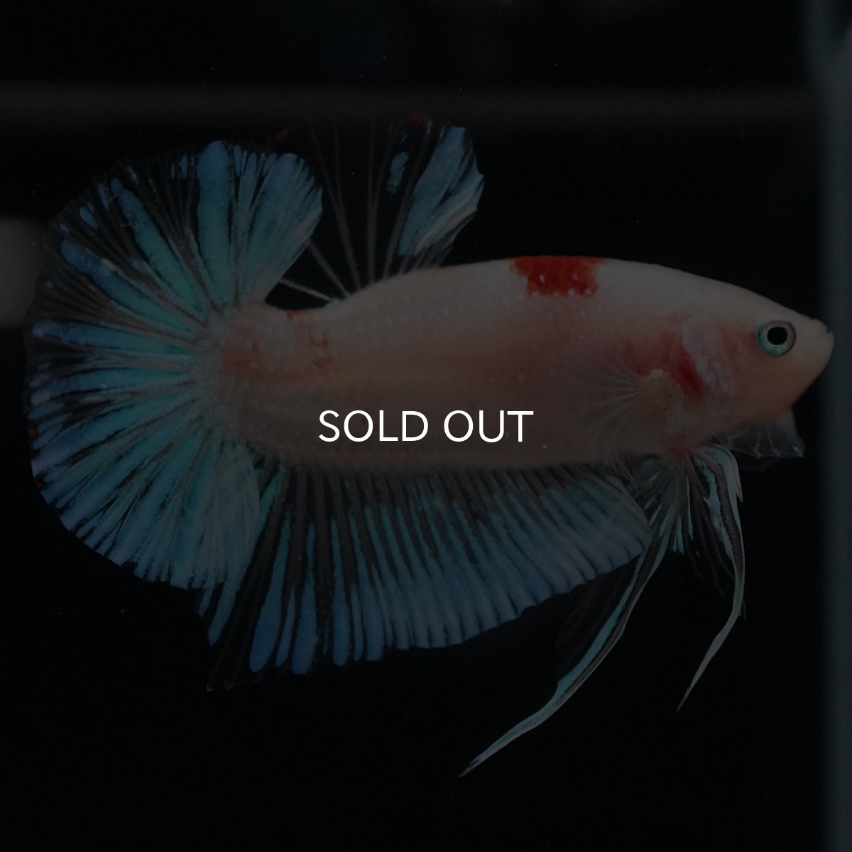 画像9: HMPK　紅白 (9)