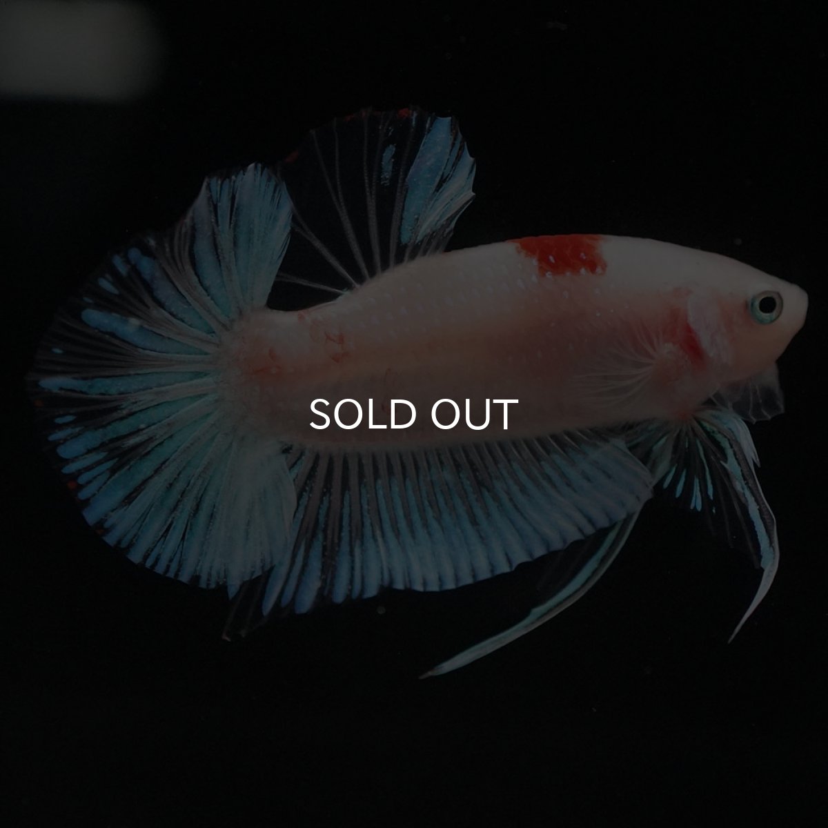 画像8: HMPK　紅白 (8)