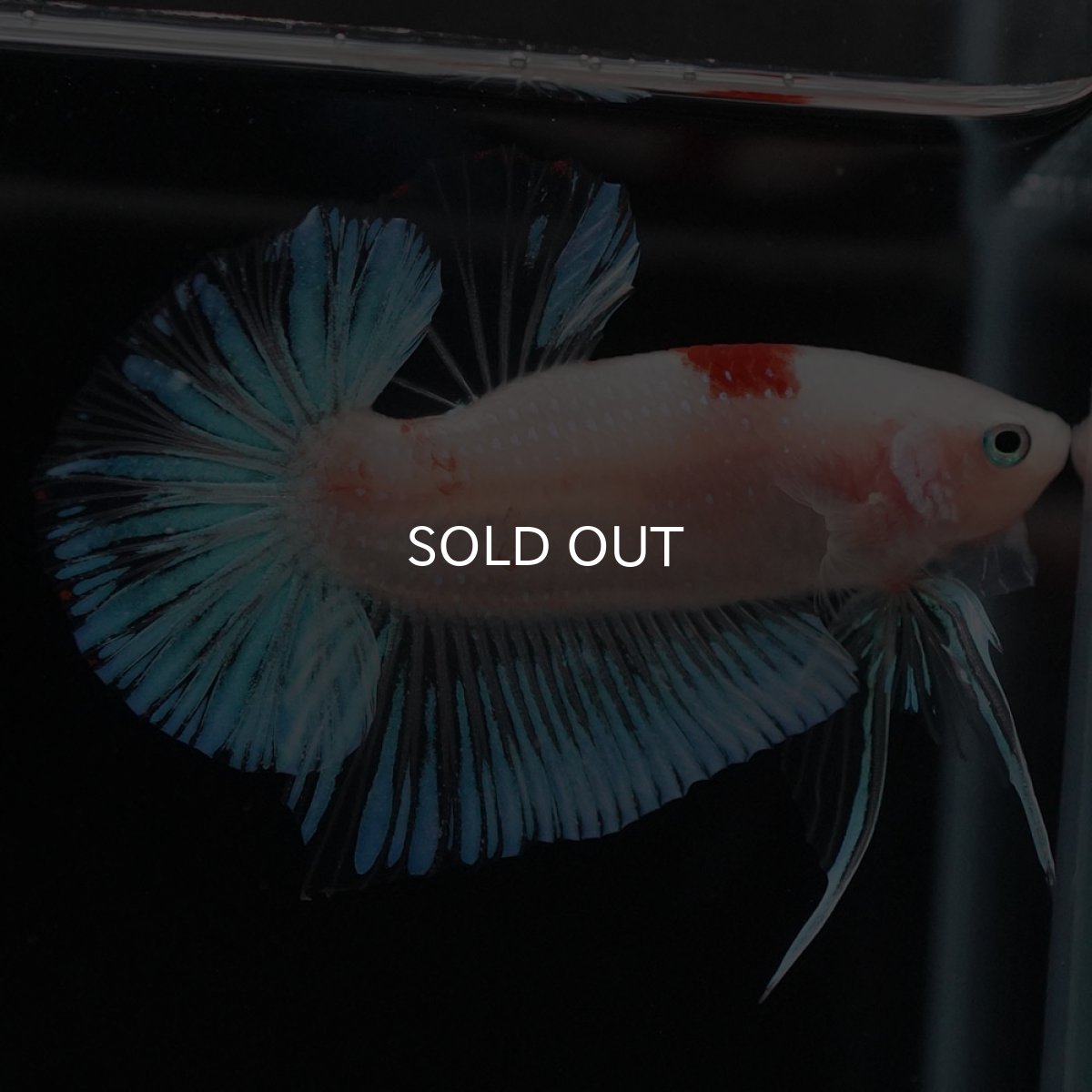 画像6: HMPK　紅白 (6)