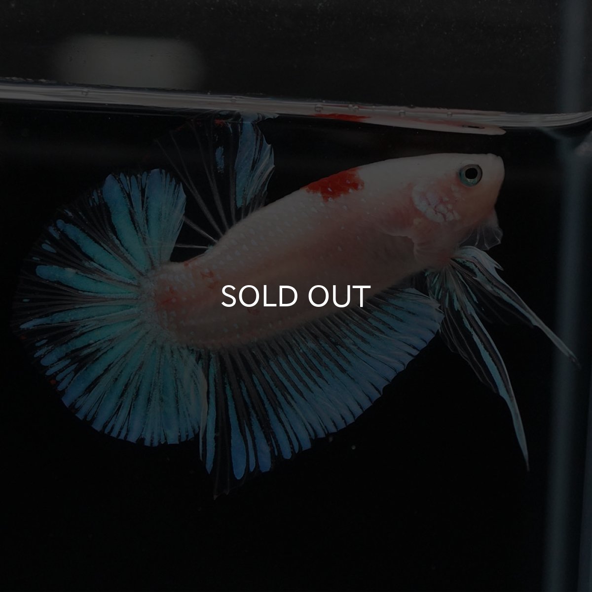 画像4: HMPK　紅白 (4)