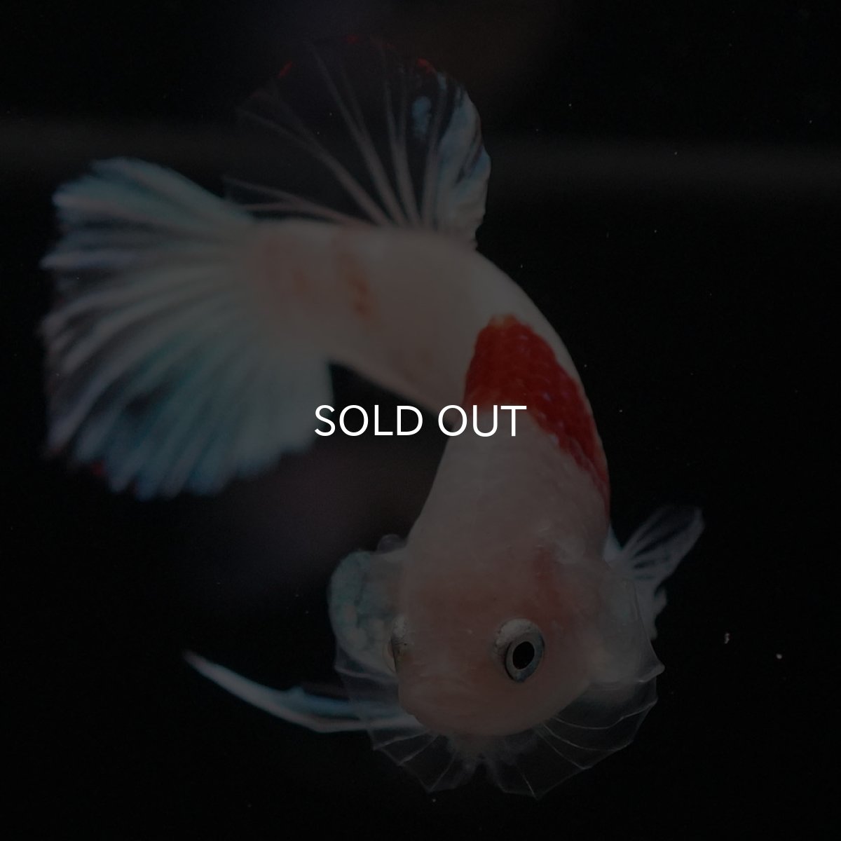 画像3: HMPK　紅白 (3)