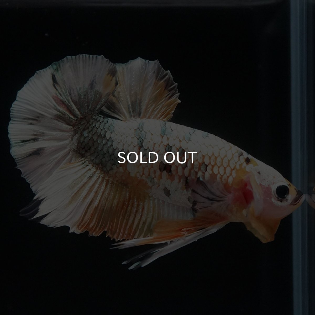 画像6: HMPK ホワイトカッパー (6)