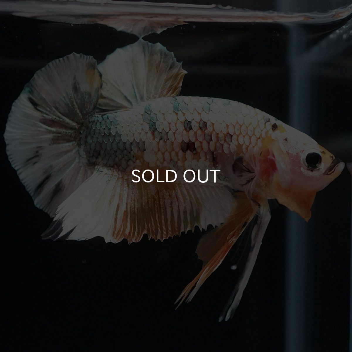 画像4: HMPK ホワイトカッパー (4)