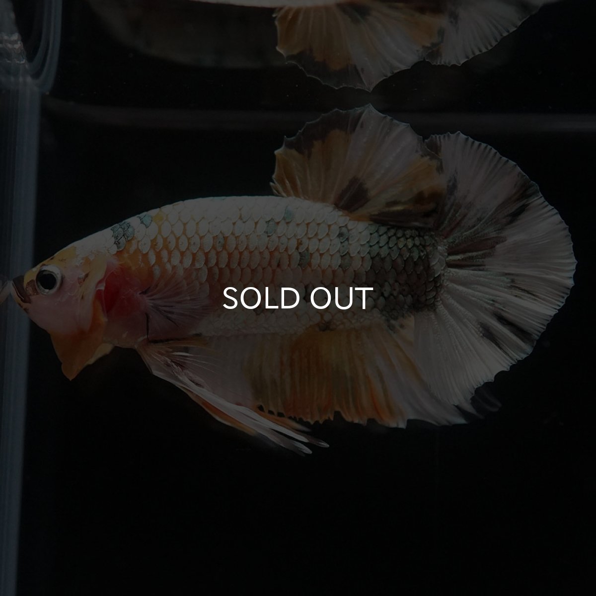 画像5: HMPK ホワイトカッパー (5)