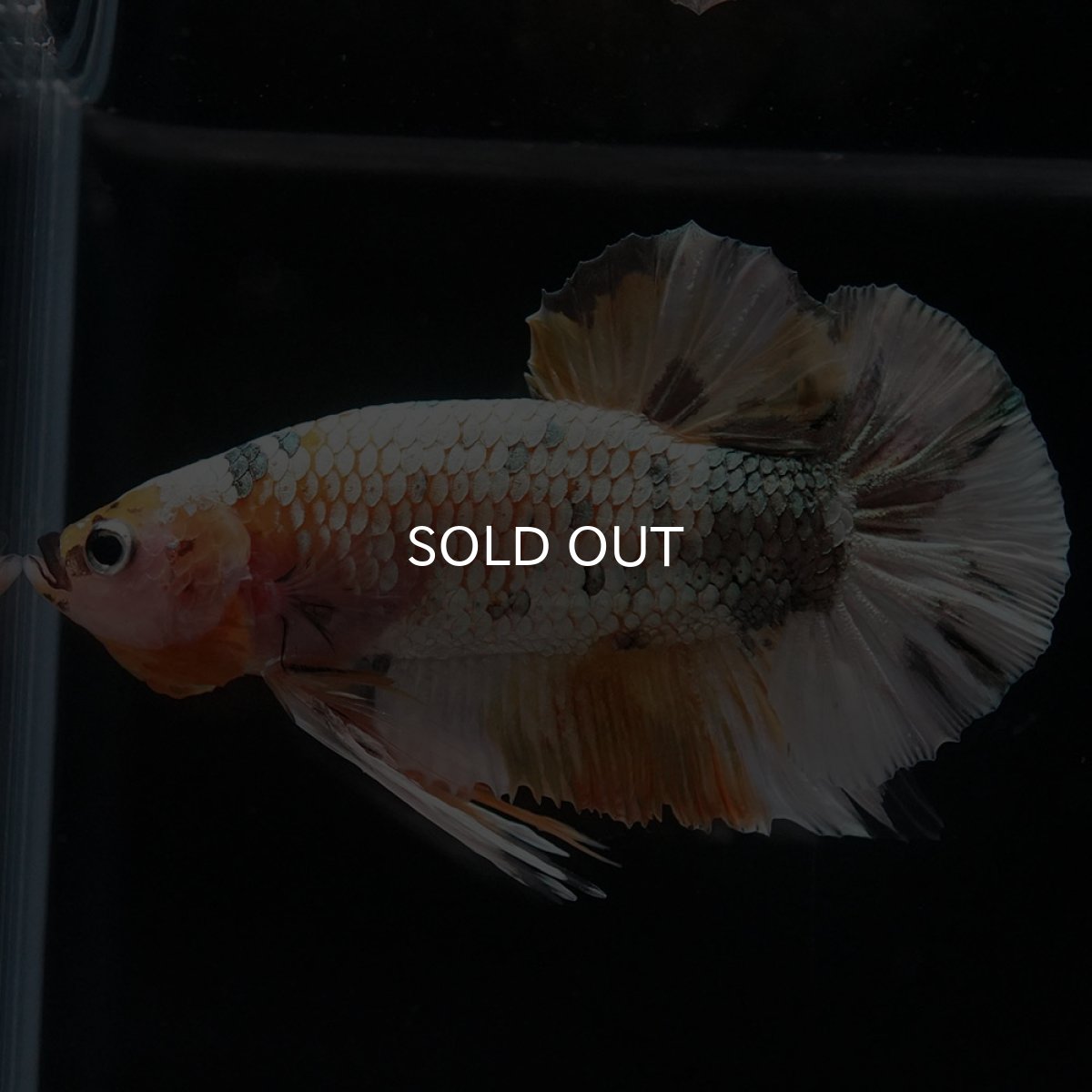 画像3: HMPK ホワイトカッパー (3)