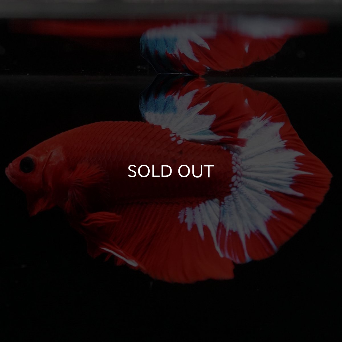 画像7: HMPK　ヘルボーイ (7)