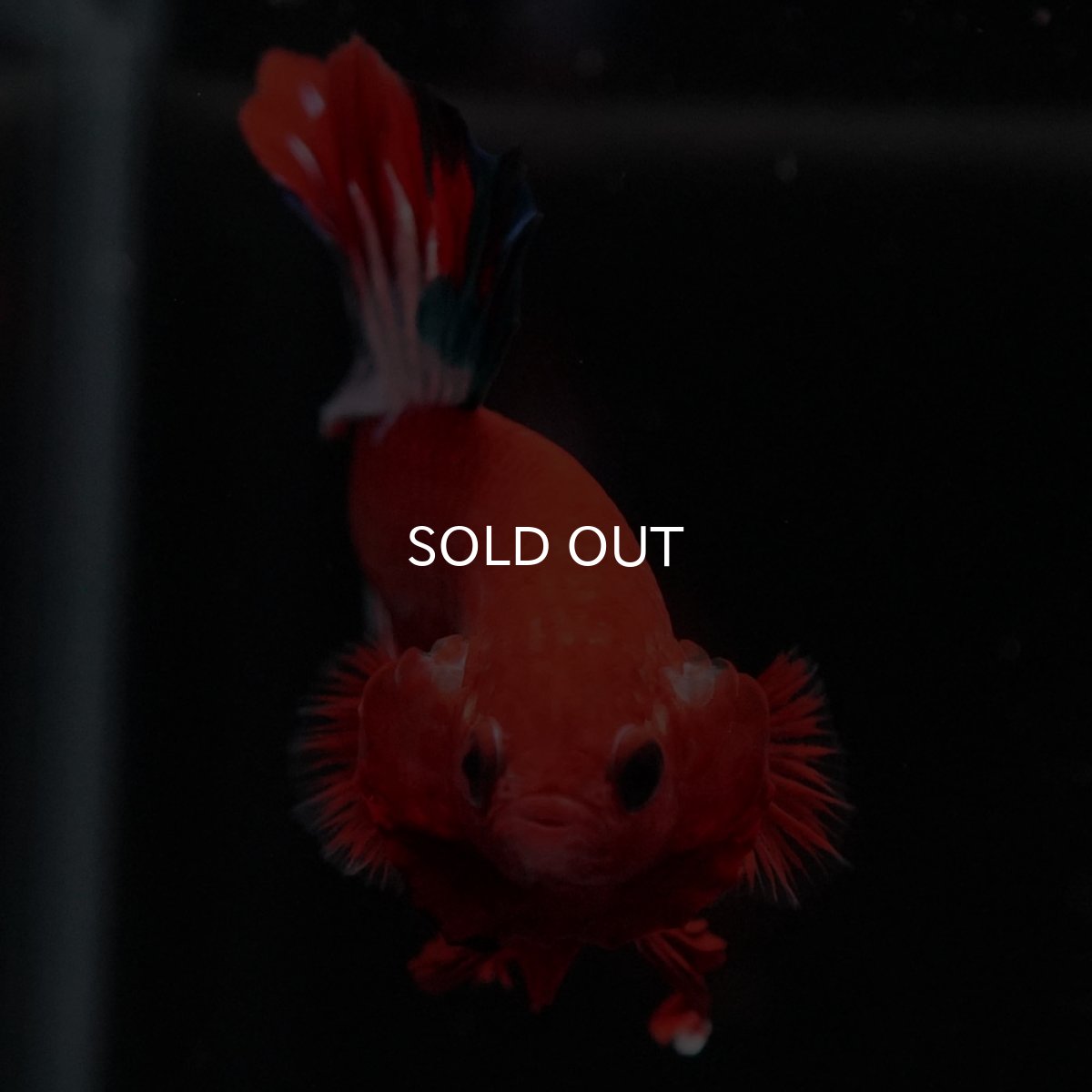 画像3: HMPK　ヘルボーイ (3)