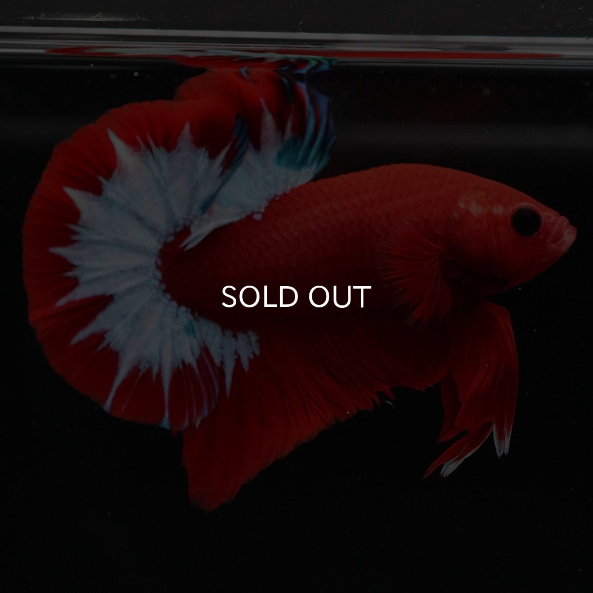 画像8: HMPK　ヘルボーイ (8)