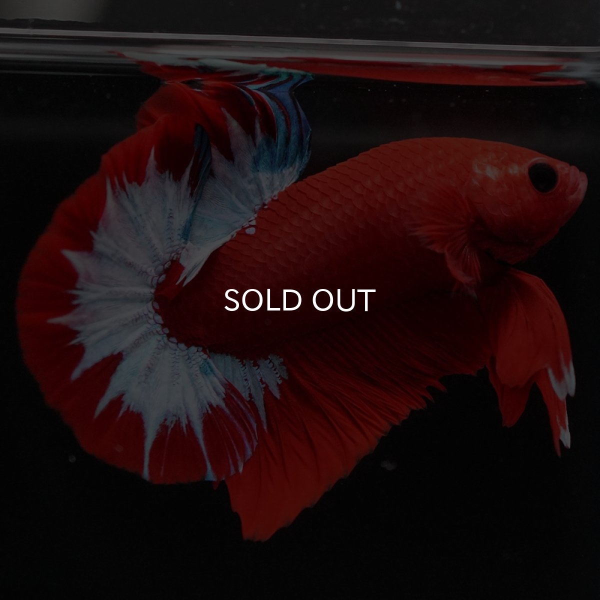 画像6: HMPK　ヘルボーイ (6)