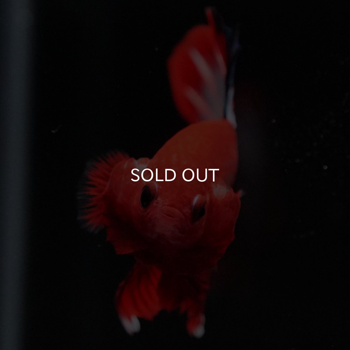 画像10: HMPK　ヘルボーイ (10)