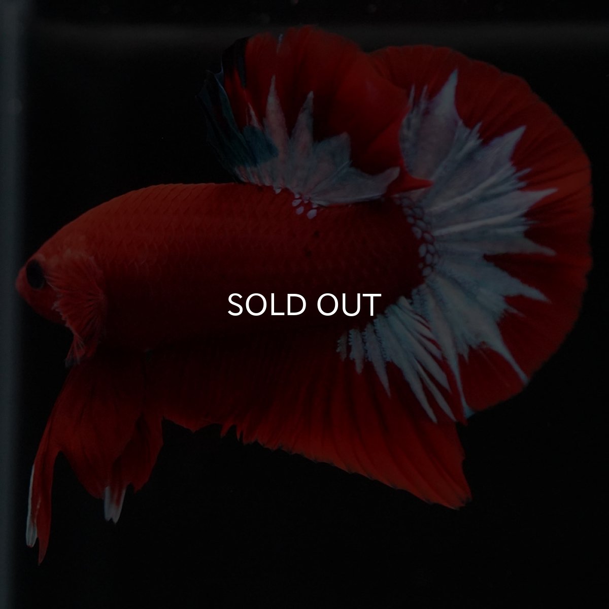 画像5: HMPK　ヘルボーイ (5)