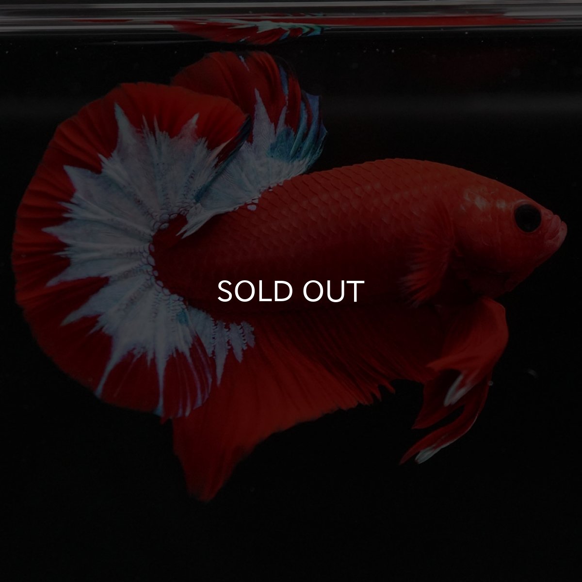 画像4: HMPK　ヘルボーイ (4)