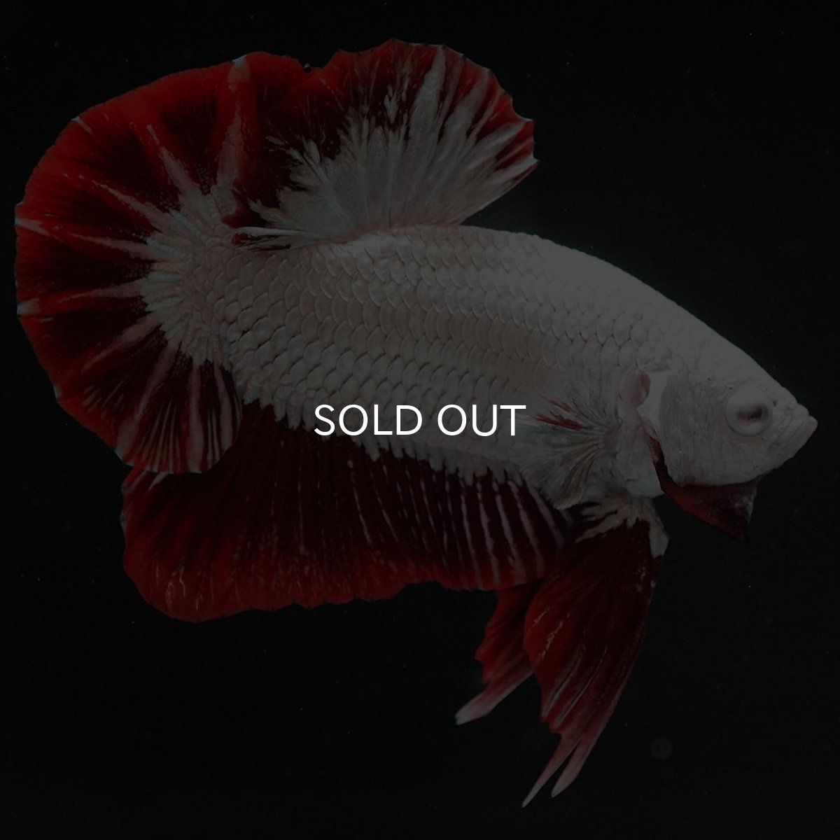 画像9: HMPK　プラチナレッドドラゴン　スノー (9)