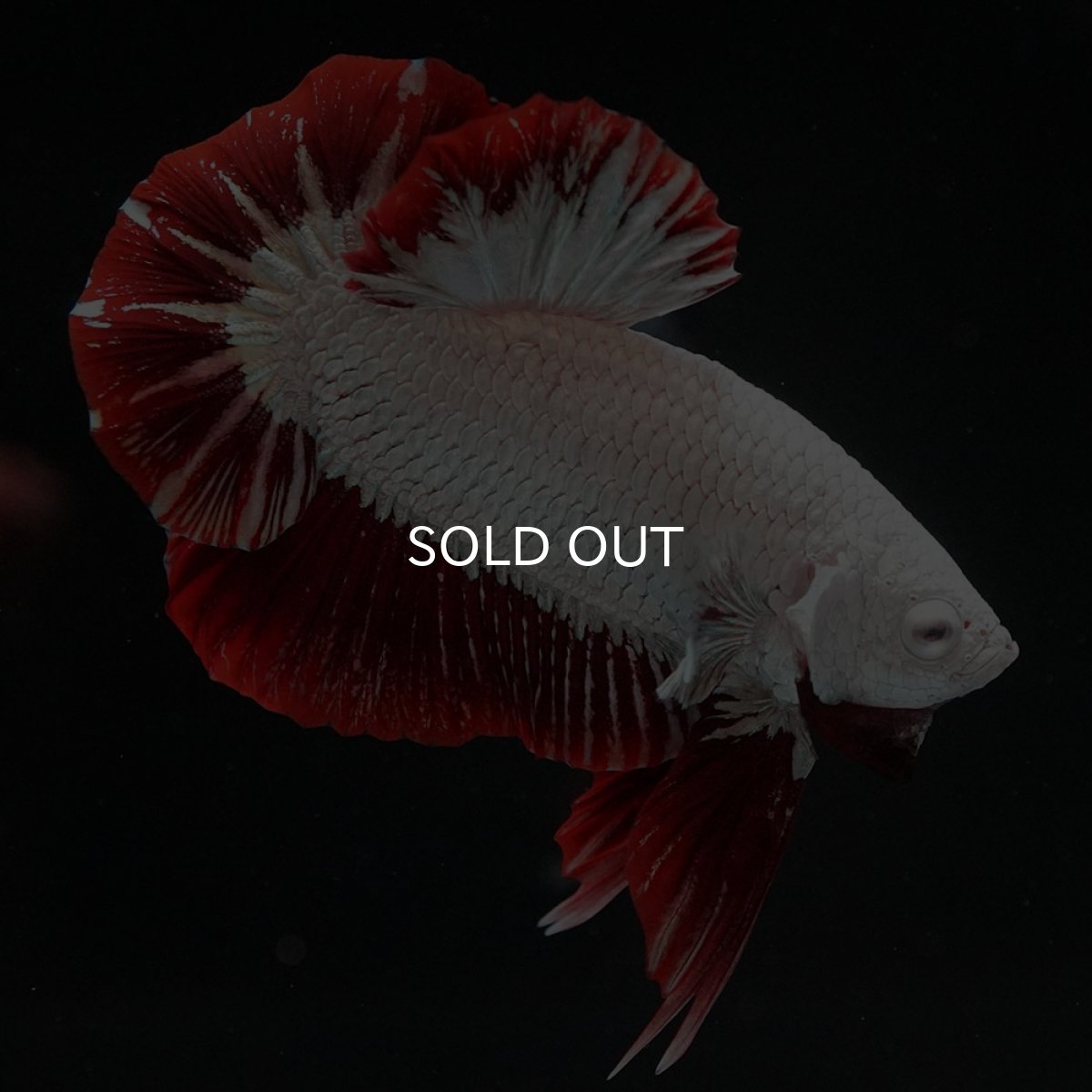 画像6: HMPK　プラチナレッドドラゴン　スノー (6)