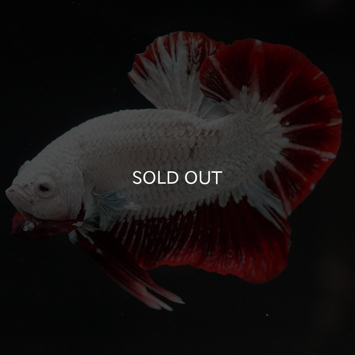 画像2: HMPK　プラチナレッドドラゴン　スノー (2)