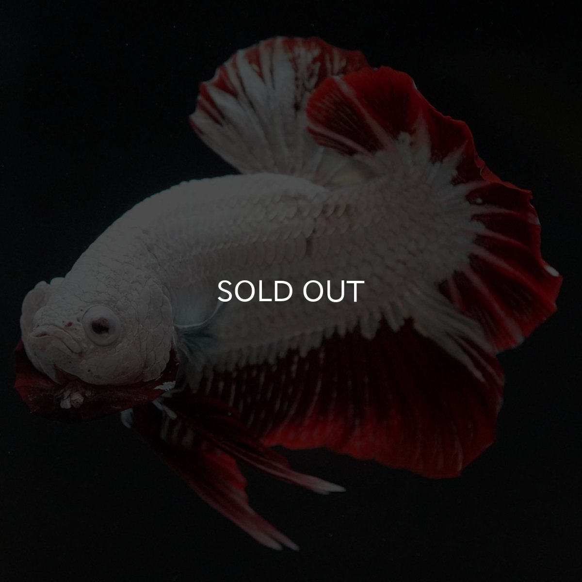 画像8: HMPK　プラチナレッドドラゴン　スノー (8)