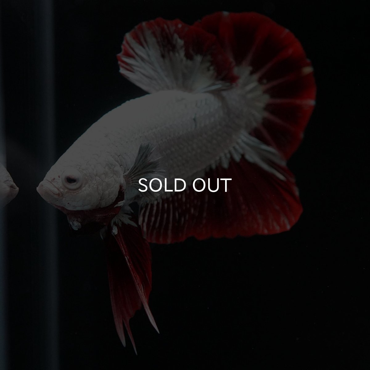 画像7: HMPK　プラチナレッドドラゴン　スノー (7)