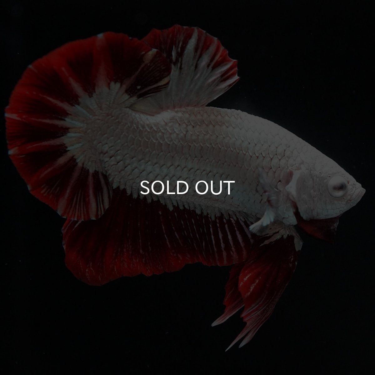 画像4: HMPK　プラチナレッドドラゴン　スノー (4)