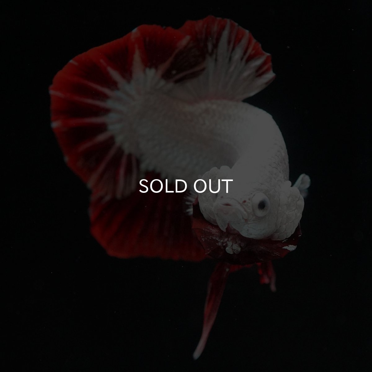 画像3: HMPK　プラチナレッドドラゴン　スノー (3)