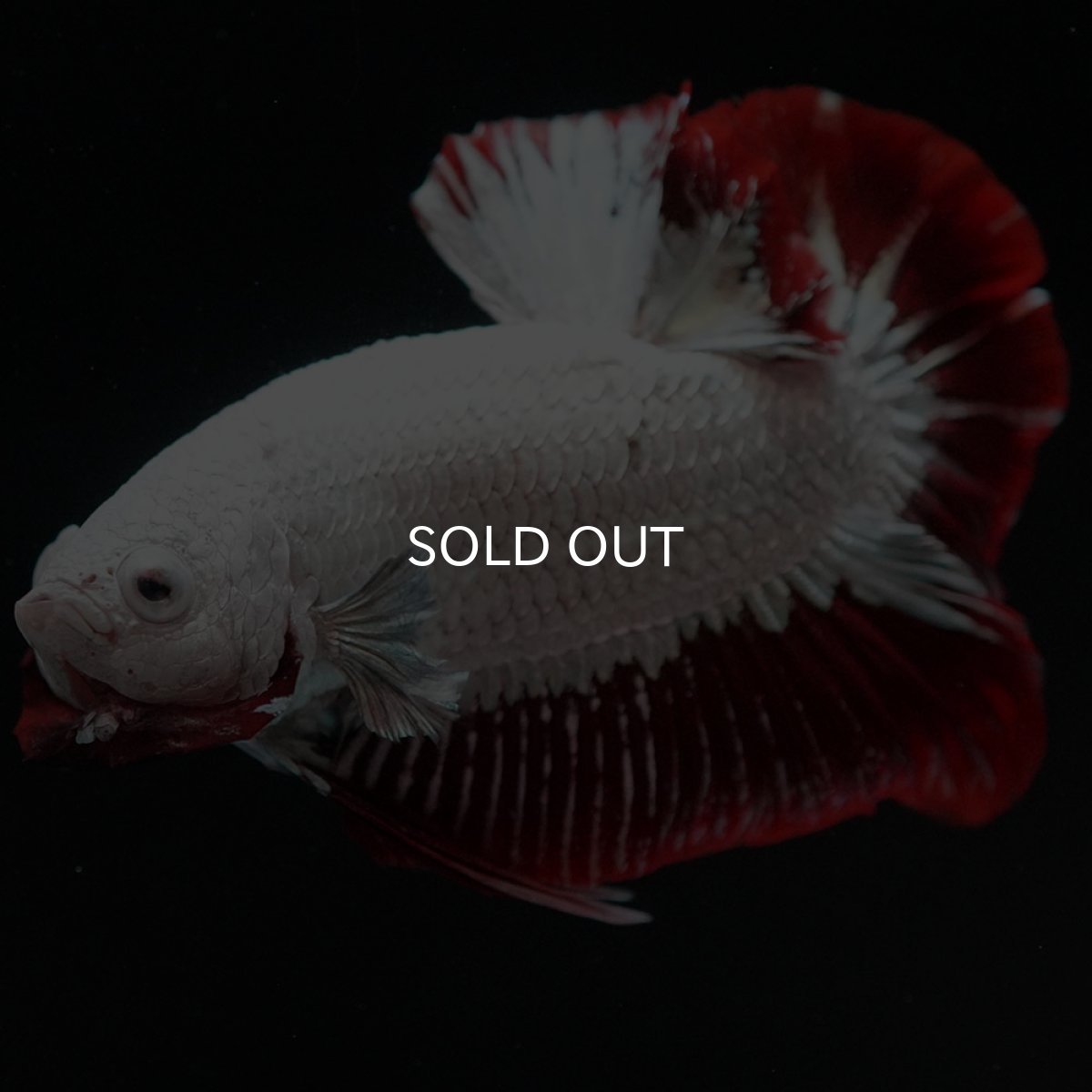 画像5: HMPK　プラチナレッドドラゴン　スノー (5)