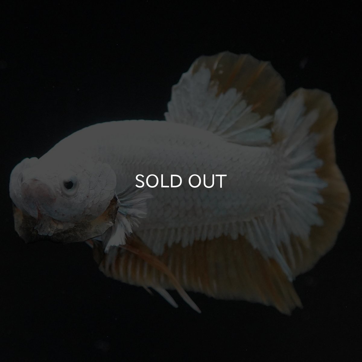 画像5: HMPK プラチナイエロードラゴン スノー (5)