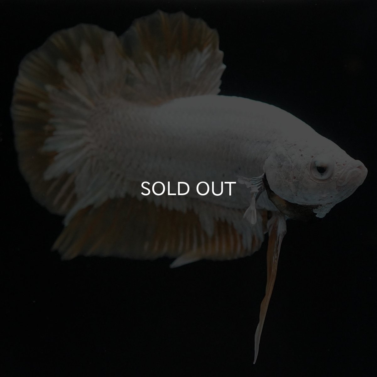 画像9: HMPK プラチナイエロードラゴン スノー (9)