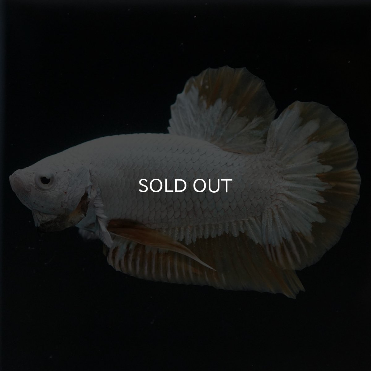 画像7: HMPK プラチナイエロードラゴン スノー (7)