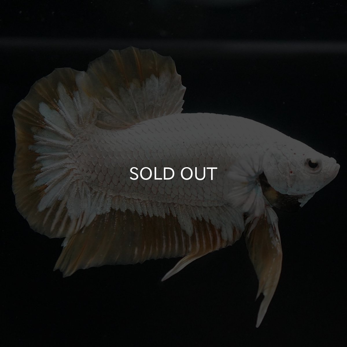 画像8: HMPK プラチナイエロードラゴン スノー (8)