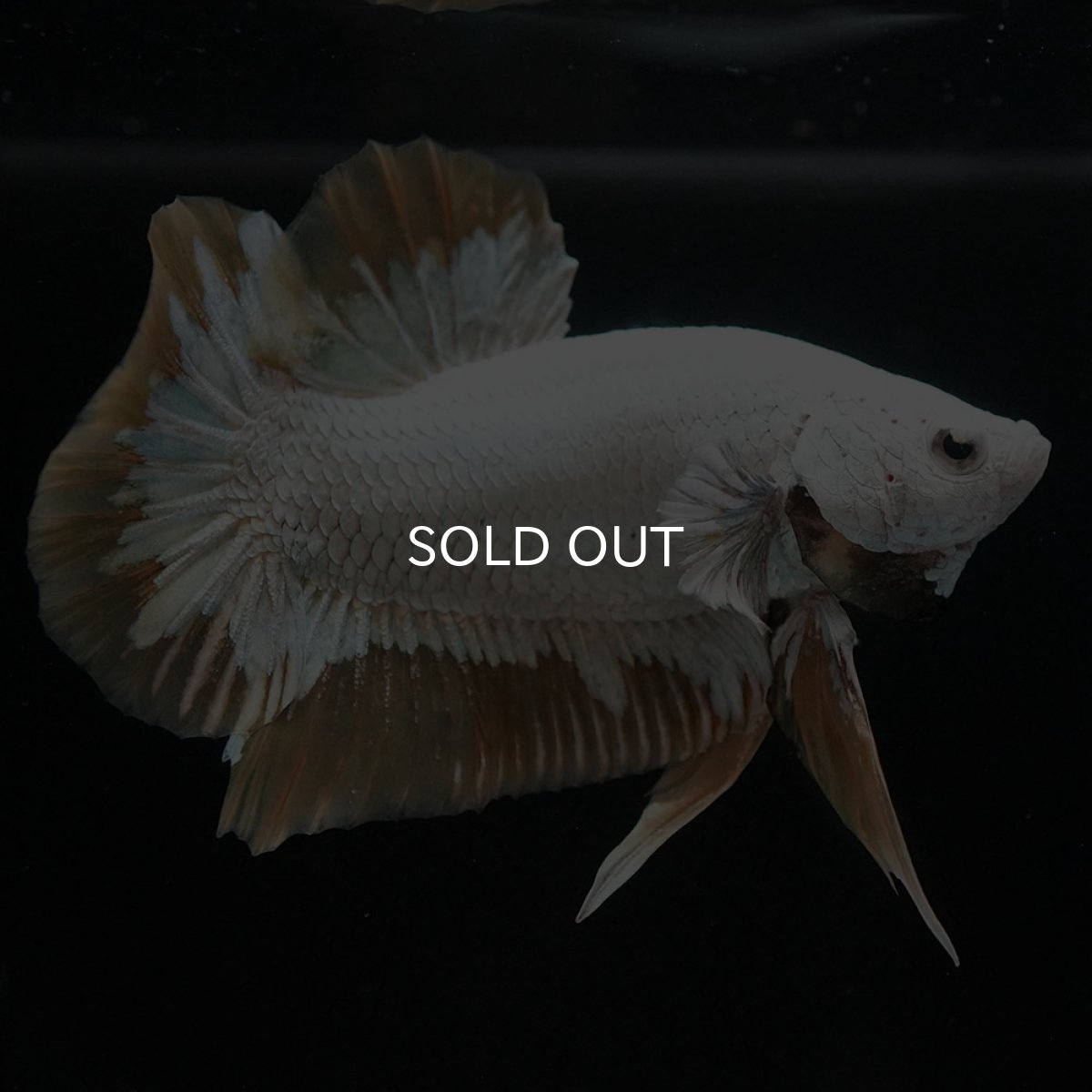 画像6: HMPK プラチナイエロードラゴン スノー (6)