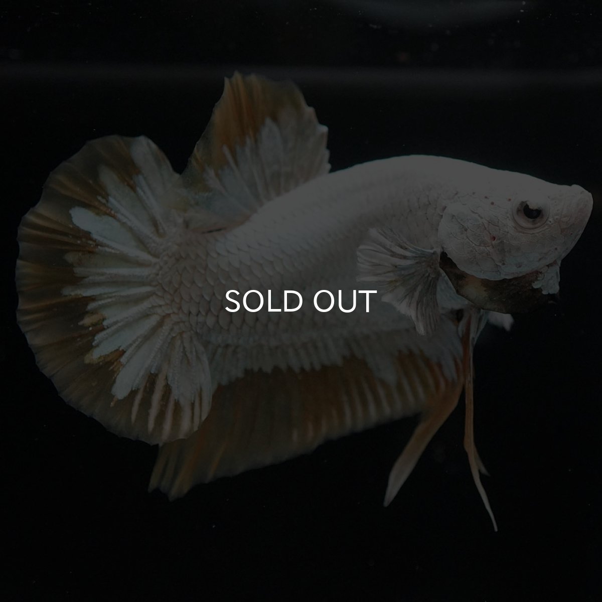 画像4: HMPK プラチナイエロードラゴン スノー (4)