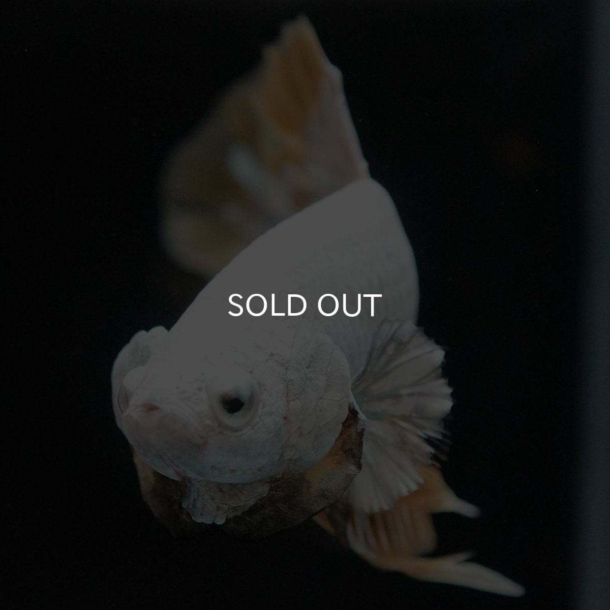 画像3: HMPK プラチナイエロードラゴン スノー (3)