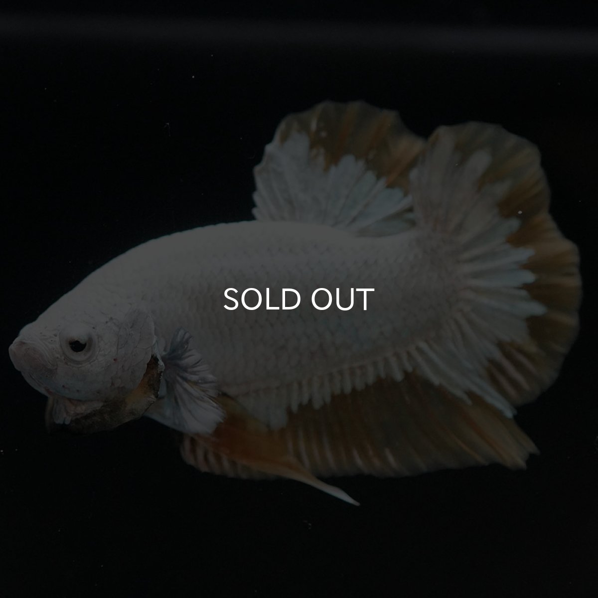 画像2: HMPK プラチナイエロードラゴン スノー (2)