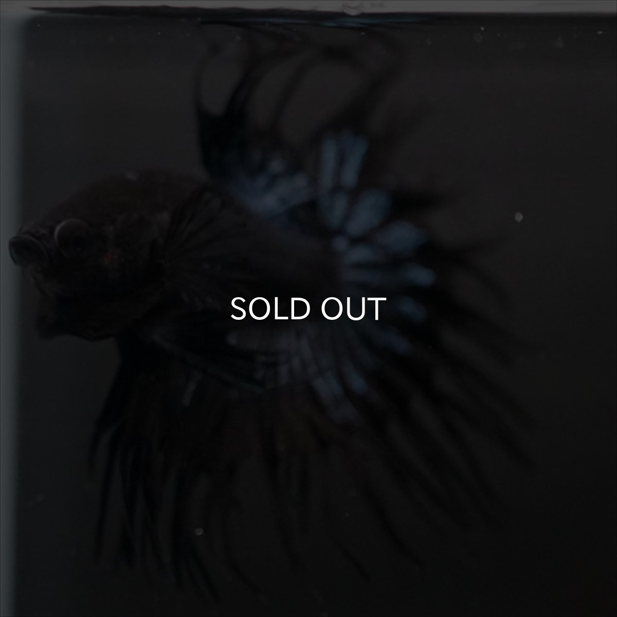 画像13: CT ブラックオーキッド (13)