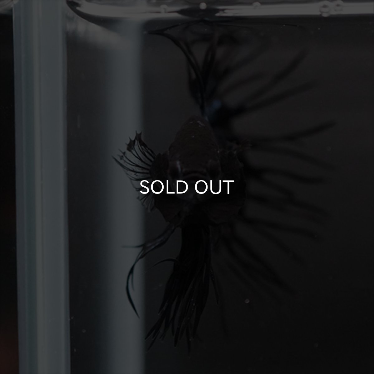 画像12: CT ブラックオーキッド (12)