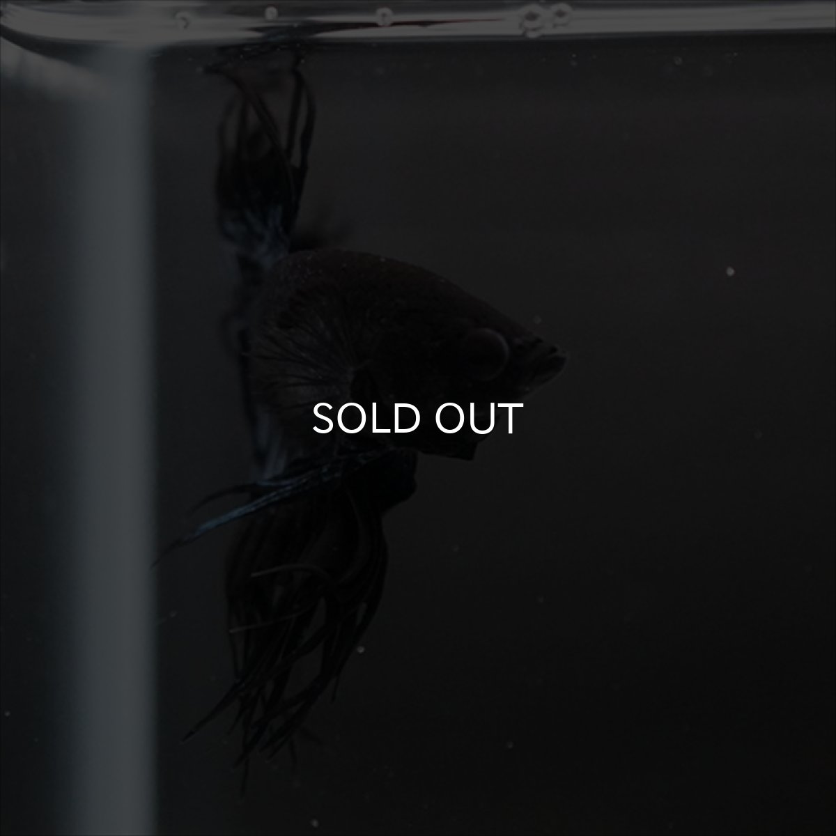 画像11: CT ブラックオーキッド (11)