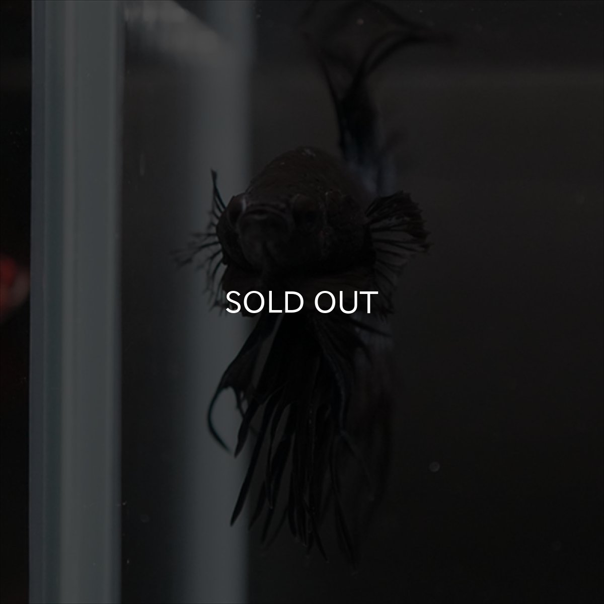 画像10: CT ブラックオーキッド (10)